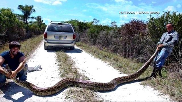 cbsn-fusion-15-foot-python-captured-in-the-florida-everglades-thumbnail-1284773-640x360.jpg 