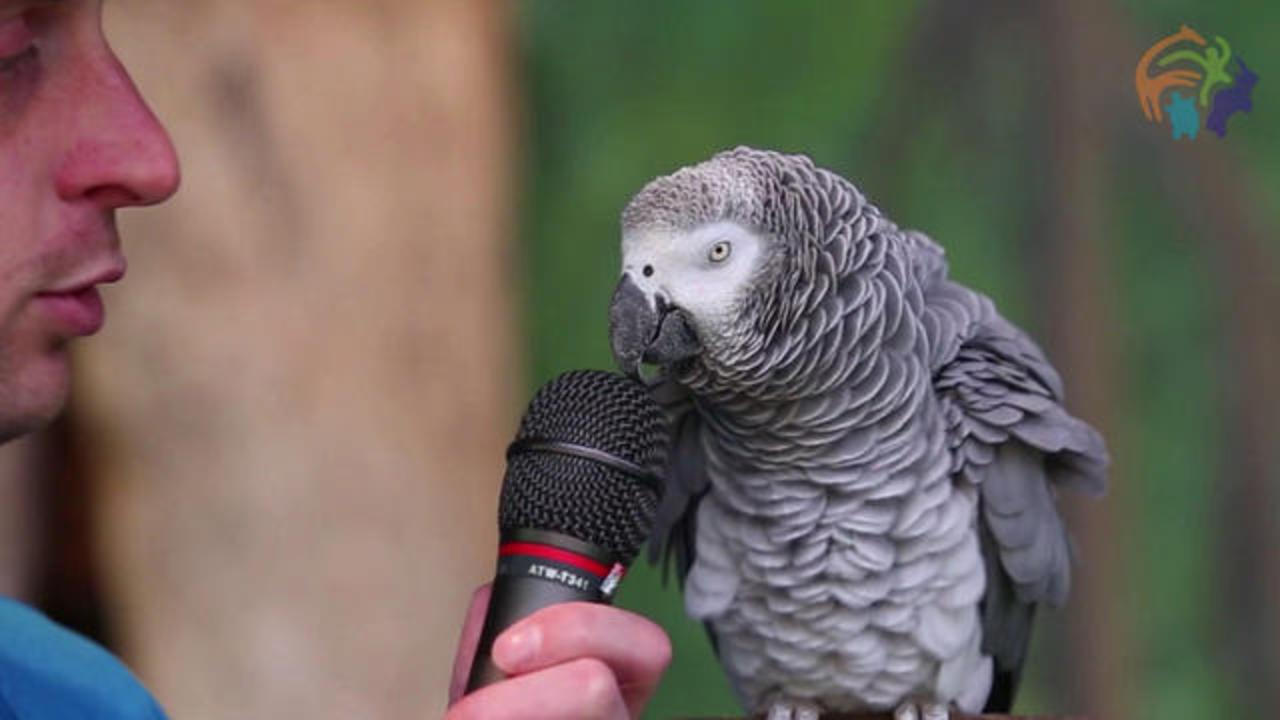 Einstein the parrot shows off impressive vocabulary skills on 30th birthday  at Zoo Knoxville - CBS News