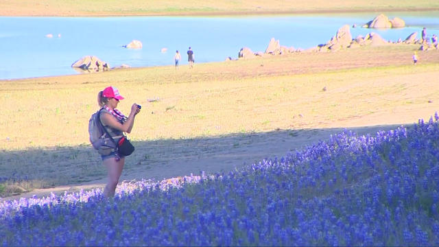 folsom-lake-lupine.jpg 