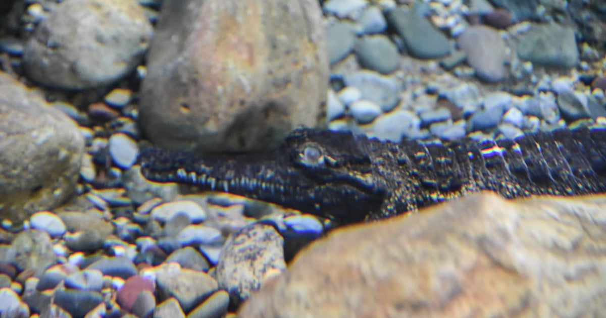 Maryland Zoo Welcomes New Slender-Snouted Crocodile - CBS Baltimore