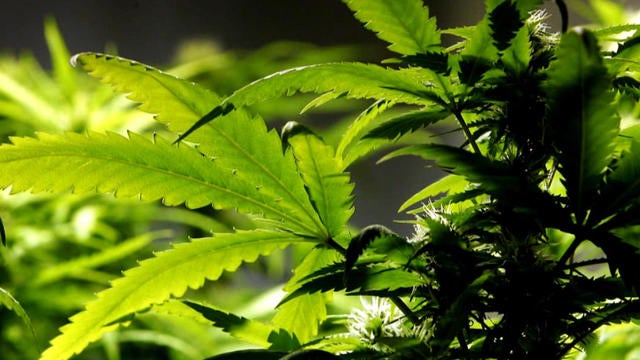 0406-cbsn-marijuana-she-1285474-640x360.jpg