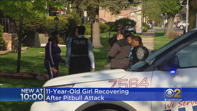 MarynookPitBullAttack.png 