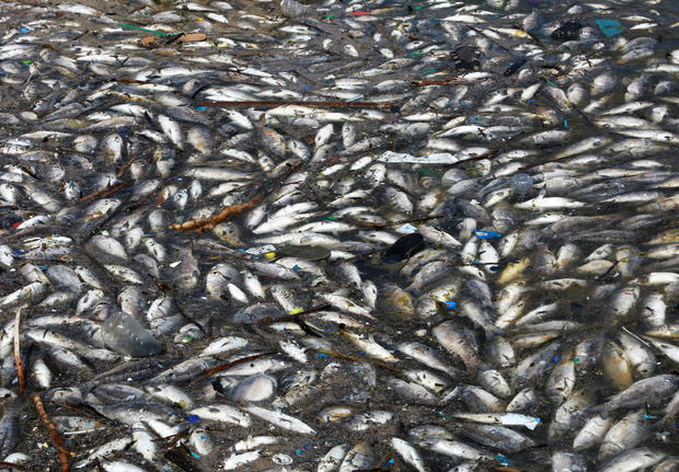 Dead fish are seen floating in Lake Qaraoun on the Litani River 