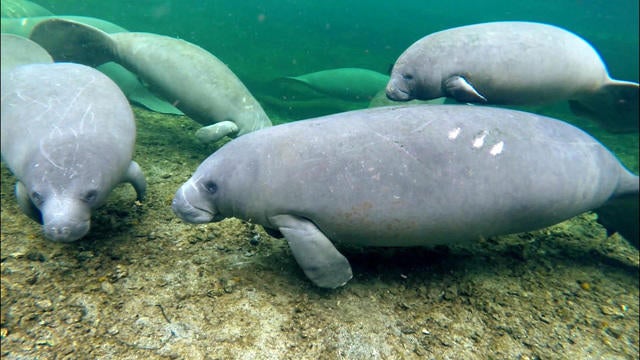 0421-ctm-manateestatusbacklash-strassman-1296846-640x360.jpg 