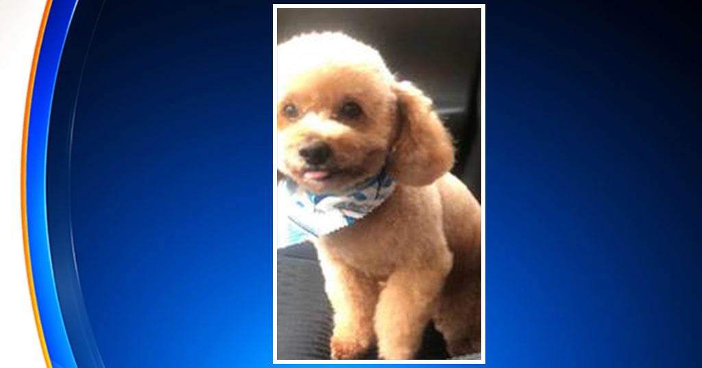 Police Emotional Support Dog Killed By HitAndRun Driver On Long Island CBS New York