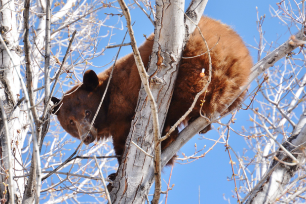 Bear In Tree 1 (CPW SE Region tweet) 