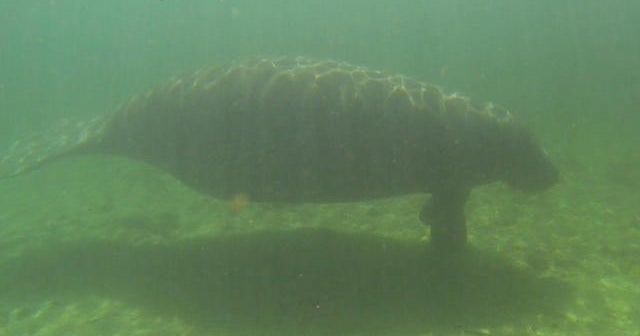 Nature: Manatees