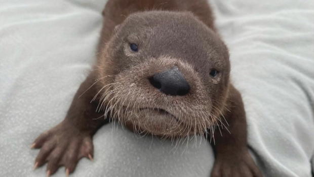Emmett Baby Otter 