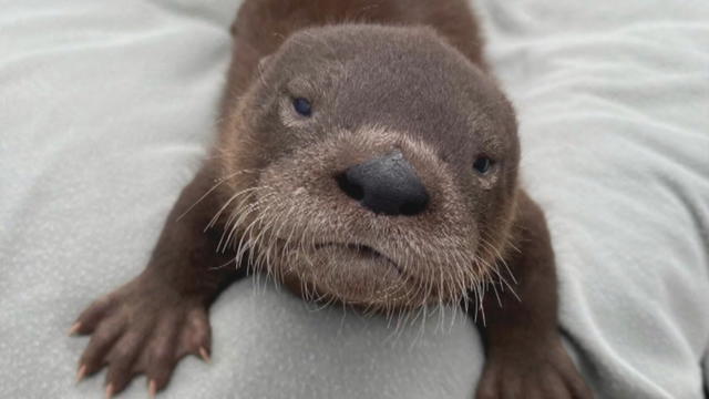 Emmett-Baby-Otter.jpg 
