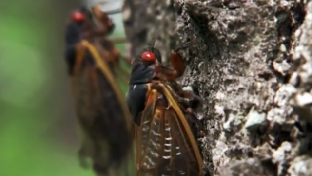 cicada.png 