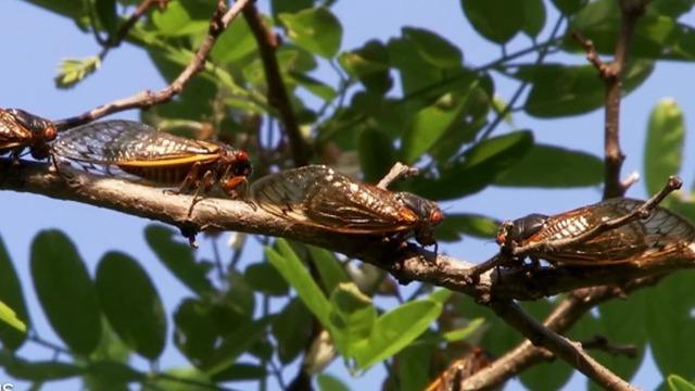 cbsn-fusion-after-17-years-of-hiding-large-swarm-of-brood-x-cicadas-expected-to-emerge-thumbnail-705764-640x360.jpg 
