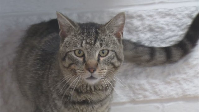 FURRY SCURRY 5PKG.transfer_frame_1635 