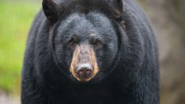 Black bear "Honey" from Malta in Osnabr&uuml;ck Zoo 