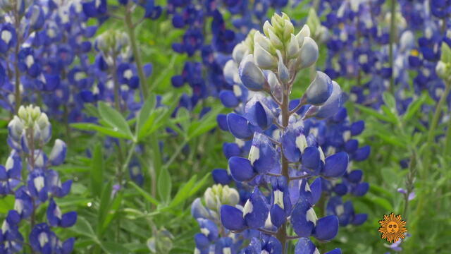 bluebonnets-706163-640x360.jpg 