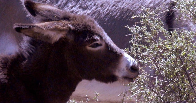 Nature: Burros