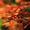 Nature: Honeybees