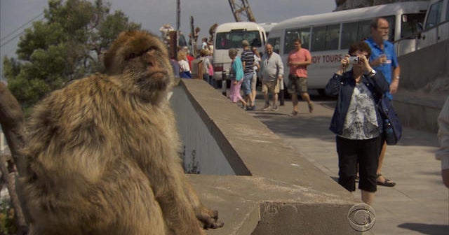 Wild monkeys in Gibraltar CBS News