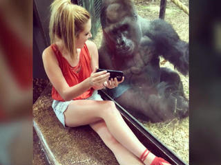Gorilla And Girl X Video - Meet the selfie-loving gorilla who obsesses over zoo visitors' smartphones  - CBS News