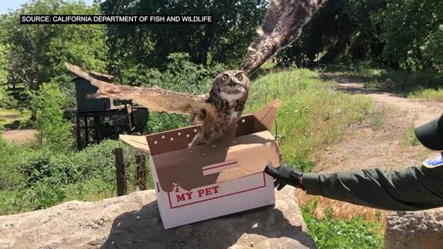 OWL-RELEASED-CA-FISH-AND-WILDLIFE.jpg 