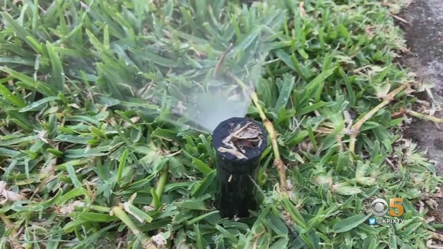 marin-lawn.jpg 