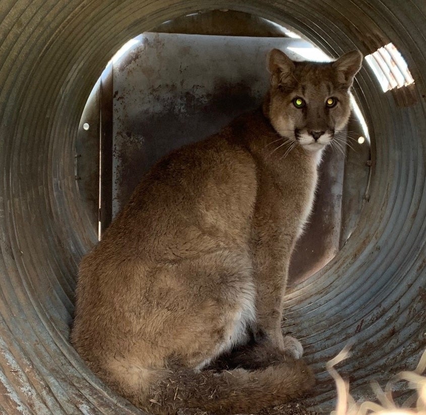 Why Are Mountain Lions Ending Up in Towns More Often?