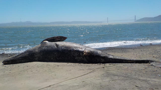 gray-whale-carcass.jpg 