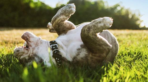 Dog Rolling in Grass 