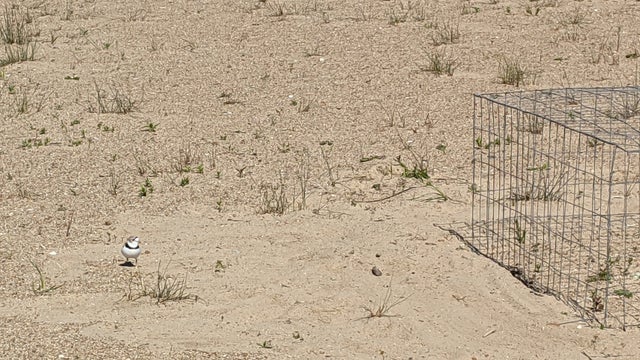 051321_-3-Plover-Eggs-3.jpg 