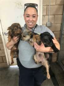 Dogs Rescued 2 