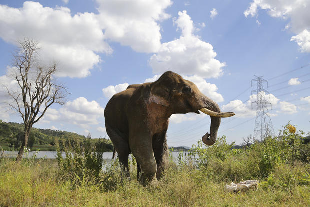 APTOPIX India Elephant Photo Gallery 