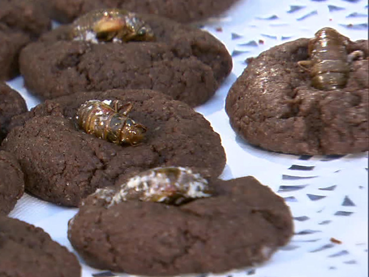 cicada-cookies-1280.jpg 