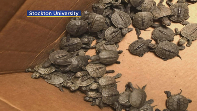 stockton-turtles.png 