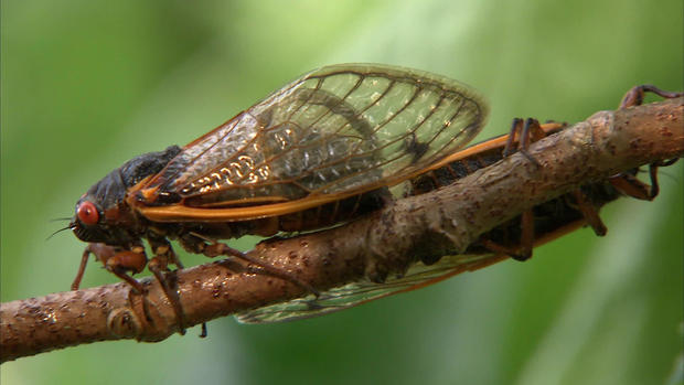 cicada-closeup-b-1920.jpg 