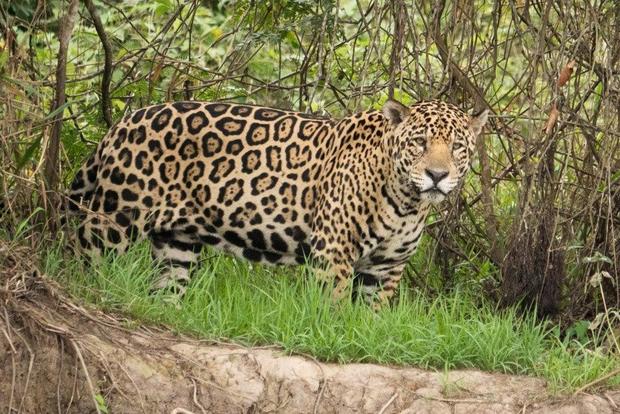 Jaguar vs Caiman: Big Cat Ambushes Reptile in Epic River Battle 