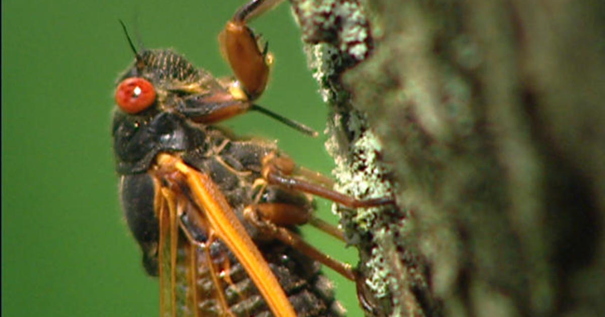The Return Of The Cicadas Cbs News