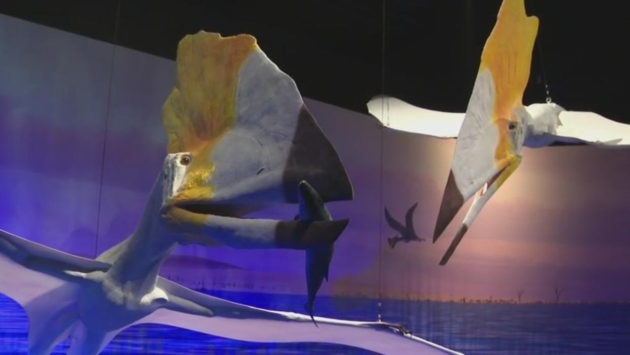 pterosaurs exhibit