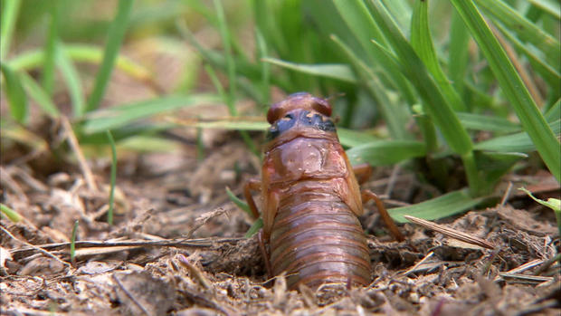 cicada-emerging.jpg 