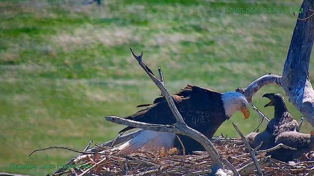 eaglet-standley-lake-may-6.jpg 