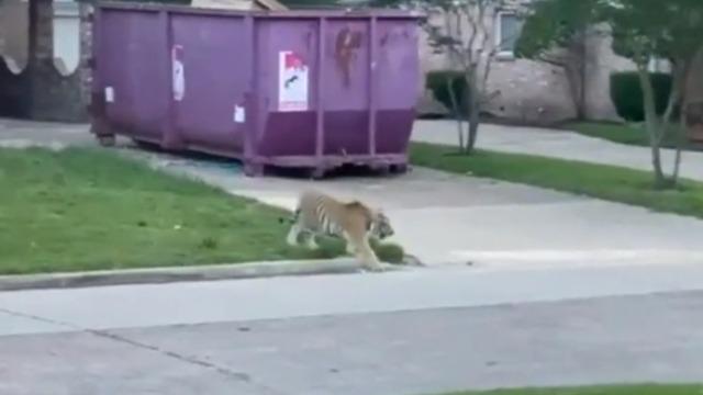 cbsn-fusion-tiger-spotted-roaming-texas-neighborhood-turned-over-to-wildlife-authorities-thumbnail-716572-640x360.jpg 