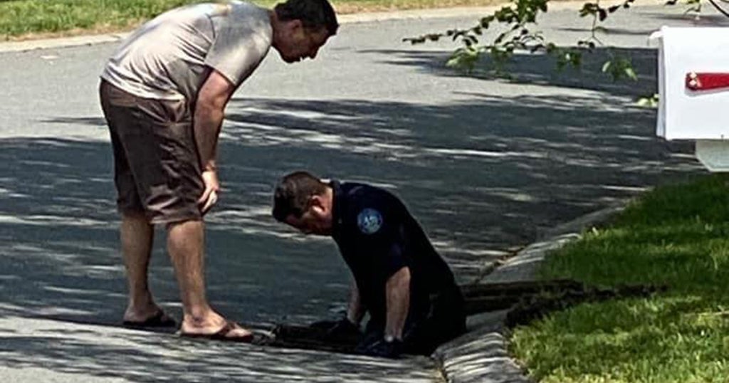 Andover Police Officer Saves 15 Baby Ducks Stuck In Storm Drain - CBS ...