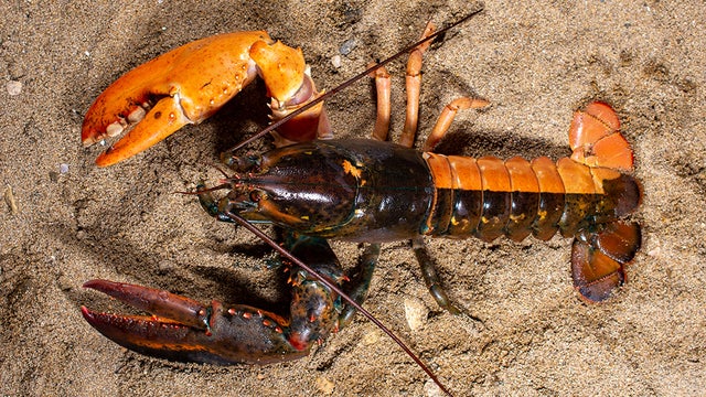 split-lobster-2.jpg 