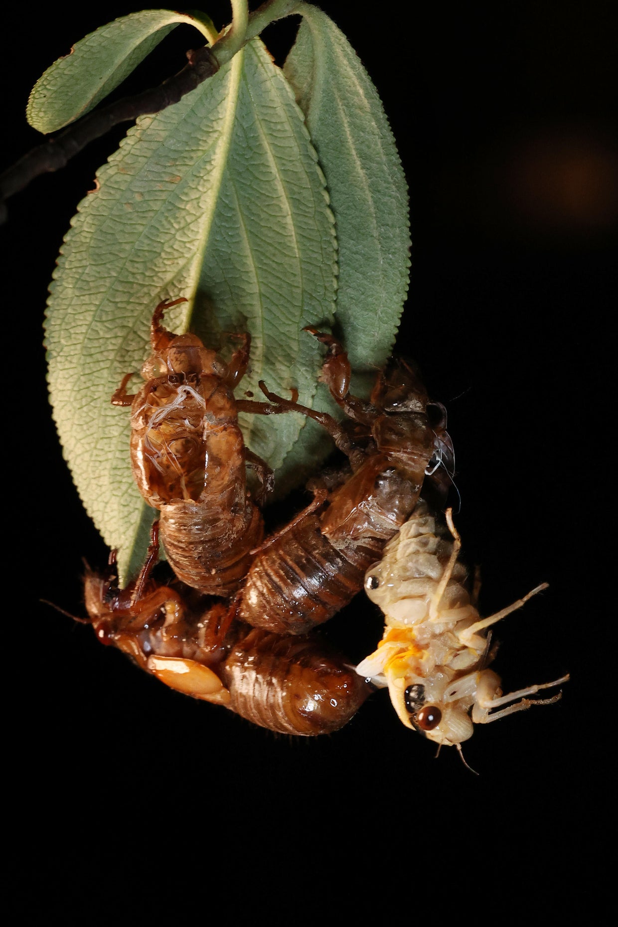 Brood X Cicadas Emerge After 17 Years Underground 