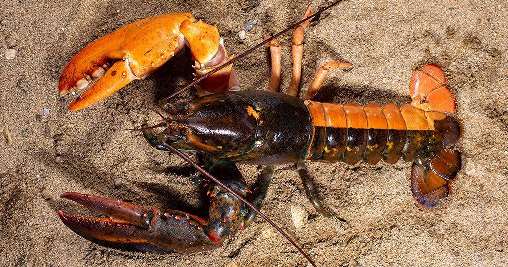 LOOK Rare SplitColored Maine Lobster Is A 'One In 50 Million' Catch