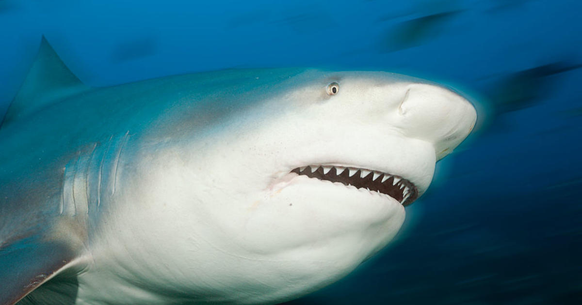 Shark attacks and seriously injures U.K. tourist in Caribbean