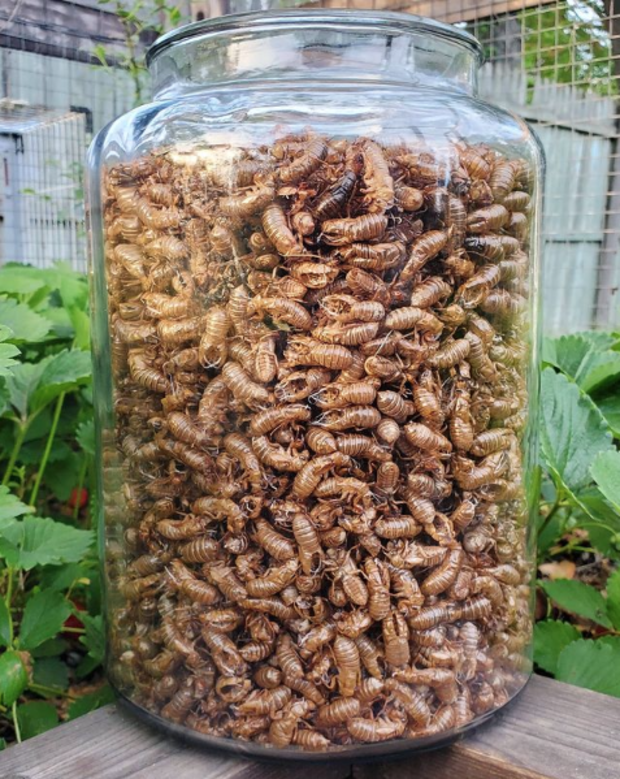 Cicada jar Brood X 