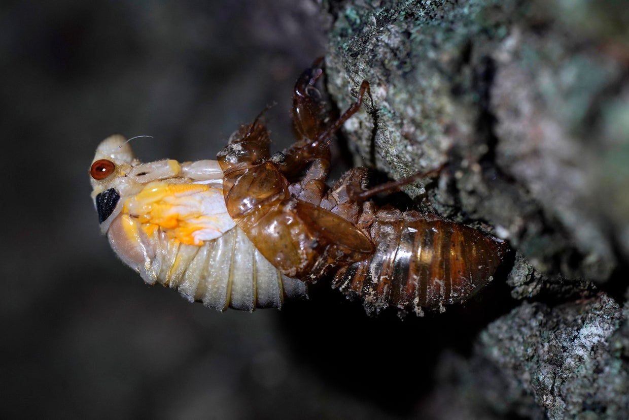 APTOPIX Cicada Invasion 
