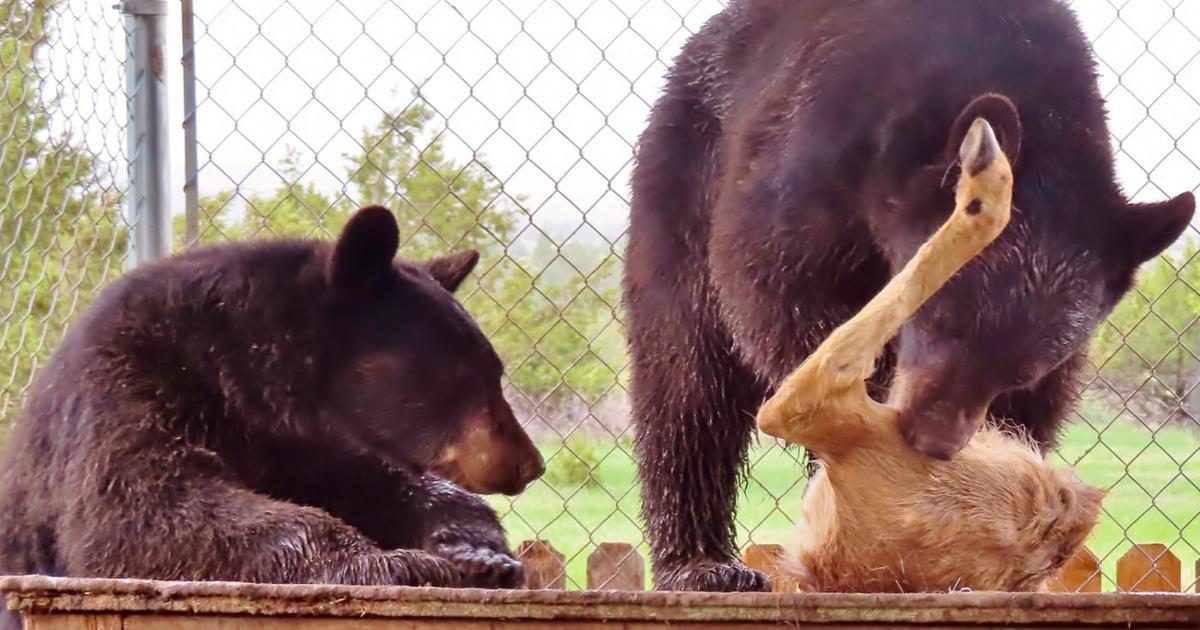 Bears Caught Stealing Food From Humans Get Lessons On How To Eat In The  Wild - CBS Colorado