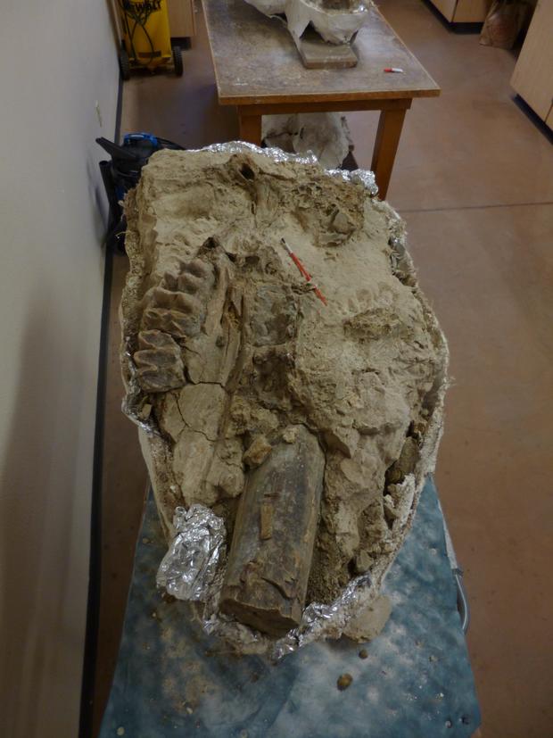 Mastodon-skull-photo-by-California-State-University-Chico-1.jpg 