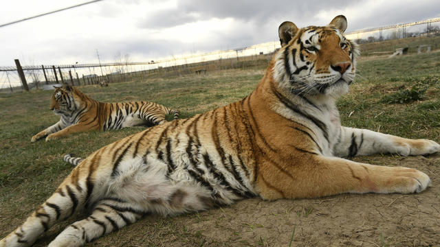 Tigers rescued  from Joe Exotic aka The Tiger King Joe 