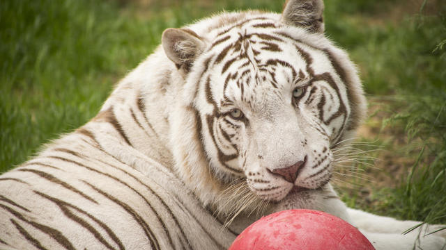 The-Wildcat-Sanctuary-white-tiger-from-Tiger-King-Park.jpg 
